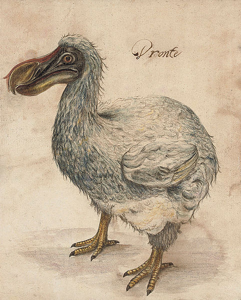 Dodo Bird