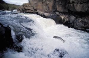 Post image for In 100 Words or Less – Leaders Swim Upstream!