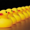 ducks lined up in a row