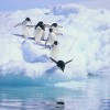 Adelie Penguin