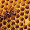 bees-honey-honeycomb