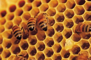 Post image for In 100 Words: You Get More With Honey Than Vinegar!