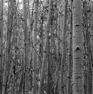 Post image for You Can’t See the Forest for the Trees!