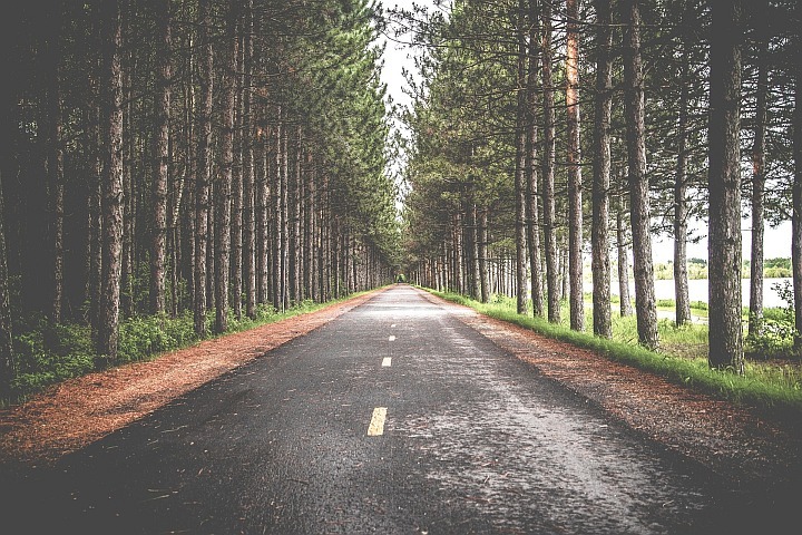 asphalt road with trees on both sides