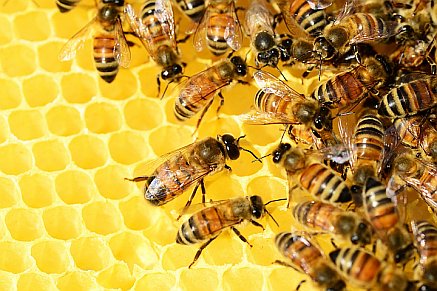 bees resting on a honeycomb