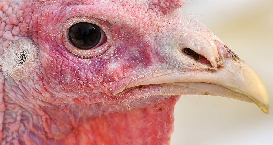 Head shot of a turkey/Source: Pixaby