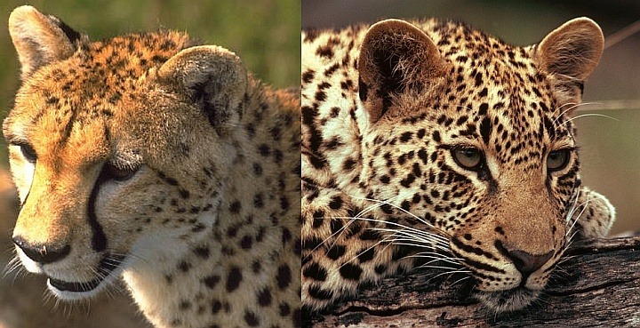 vertical panorama image of a cheetah and leopard