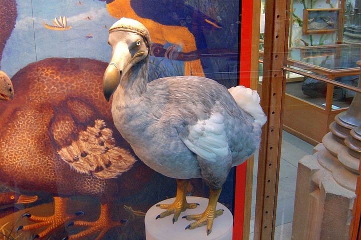 Three Change Management Lessons From the Dodo Bird!