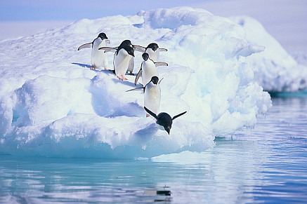 group of penguins in single line diving off of iceberg