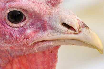 Cropped head shot of a turkey
