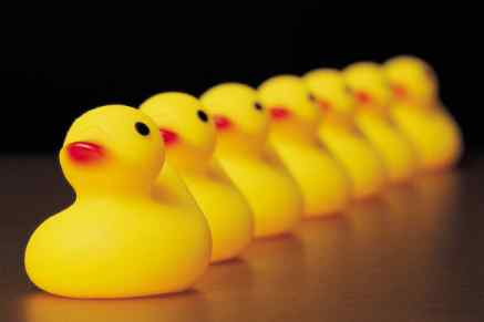 Ducks in row